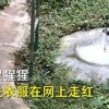 重庆一黑猩猩爱洗衣服被评为劳模：看到饲养员洗衣服就兴奋