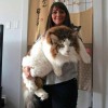 养猫还是养猪？网友晒自家的巨型猫咪们