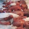 非洲妈妈一胎生下5女4男 母子平安