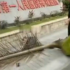 男子被一片树叶砸晕在地 曾经砸死人