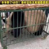 去年因打架受伤的秦岭大熊猫放归栖息地：半年胖了48斤