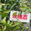 海口农民培育出三十多种新品种荔枝：辣椒味、鸡肉口感的应有尽有