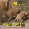 云南北迁象群向西迁移 新视频曝光：两只小象被带沟里摔倒