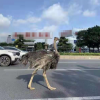 街头惊现巨大鸵鸟 与汽车抢车道 网友：你也要赶早高峰