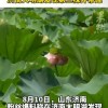 济南大明湖发现第3株并蒂莲：此前一株被偷一株被24小时看护