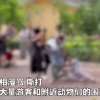 动物会模仿人类打架吗？饲养员要不要劝架？一本正经的科普来了
