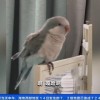 “东北话十级” 一只鹦鹉跟饲养员学了一口东北话