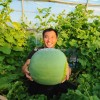 100年前的顶级西瓜品种在国内试种成功：重达30斤 猪都不吃