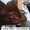 贵州拆下巨型马蜂窝：体积庞大挖到需用掘机搬运