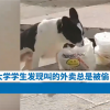 高校流浪狗常偷学生外卖藏着吃 网友：画面既生气又好笑