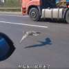 高速公路惊现大雁紧贴地飞行：众车主默默跟随“护航”