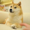 柴犬Doge表情包本尊狗狗16岁生日 主人分享视频庆生