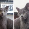 土耳其一只猫咪天生四只耳朵走红网络