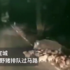 安徽多地野猪泛滥：大批猪仔排队过马路 网友直呼开眼