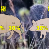 野猪战斗力有多强？攻防属性都点满了