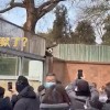 北京动物园大熊猫“萌兰”翻出围栏 墙头探出脑袋观摩游客
