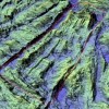 国际海道组织命名哥斯拉新海底地貌 特征近似哥斯拉皮肤