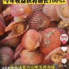 汤加火山爆发 獐子岛公司回应网传“扇贝涌入”