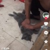 猫咪偷吃馒头被噎晕：小伙用海姆立克法施救