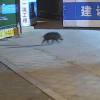 野猪冲进商场厕所被现场打晕制服 之前打架输给野狗