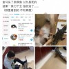 盒马鳄鱼买回家一菜刀下去居然砍活了？官方回应：不可能
