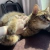 网友用猫毛制作迷你拖鞋 喵星人穿上超可爱