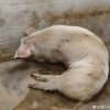 猪坚强被做成标本送回博物馆展览：曾被埋36天奇迹生还