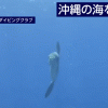 日本冲绳海域现翻车鱼 体型巨大形似货车