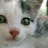 救了几百个“喵星人”，“猫版药神”却为何刑拘了？