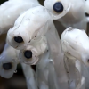 云南发现近危级珍稀植物水晶兰 网友：像蓝牙耳机