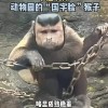 动物园一猴子长着国字脸络腮胡 管理员科普：名黑帽悬猴、濒危动物