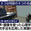 日本新实验证明：猫听得懂别人的名字 只是不想搭理