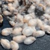 “白泥蚂”大举入侵青岛海域 捕食蛤蜊、牡蛎等养殖贝类