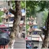杭州的树热到冒烟：上热搜了