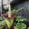 国家植物园的巨魔芋现已开放两株 系首次人工栽培