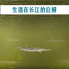 长江白鲟灭绝 最后的活体影像公布