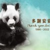 陪伴香港市民23年的大熊猫“安安”离世 终年35岁