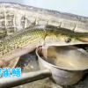 北京海淀一小区惊现怪鱼：长嘴尖牙像鳄鱼 专家称会伤人