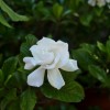 花椒也能用来象征爱情？来盘盘《诗经》里象征爱情的植物
