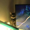 网课老师因猫乱入直播镜头被开 法院：用人单位违法赔4万