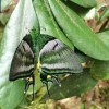 “蝶中皇后”成功育出昆虫界的“大熊猫”