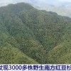 江西发现3000多株野生南方红豆杉 树龄最大已有1200年