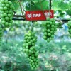 电商助力西昌阳光玫瑰卖遍全国 种植农户年入三十万