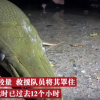 寺庙放生池现1.2米鳄雀鳝 重50斤 快把观赏鱼吃没了