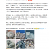 中国唯一一只圈养雄性 网红兔狲“狲思邈”意外死亡：进食时卡喉窒息
