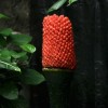 国家植物园展览的巨魔芋首次结实