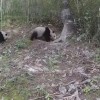 高清影像再现秦岭大熊猫“遛娃” 上周已发现一次