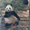 秦岭大熊猫佛坪救护繁育研究基地揭牌