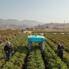 Google的Moonshot Lab开始从事草莓叶子分析业务