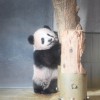 旅日大熊猫香香将于2月21日回到中国